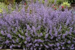 Walker's Low Catmint Perennial - Nepeta Faassenii - Live Plant - Gallon Pot -Plant Sale Shop apifq2jbu 95798.1592330114