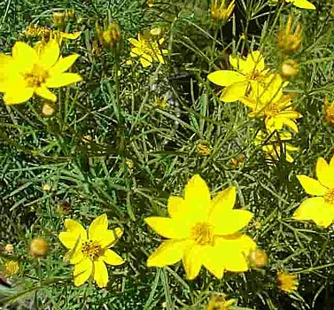 Zagreb Coreopsis Perennial Plant - AGM WINNER - Quart Pot 2 Zagreb Coreopsis Perennial Plant - AGM WINNER - Quart Pot - Image 2