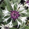 Amethyst In Snow Mountain Bluet - Centaurea Montana - Live Plant -Quart Pot