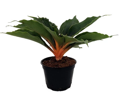 Orange Mandarin Spider Plant - Chlorophytum - Easy To Grow - 6" Pot 1 Orange Mandarin Spider Plant - Chlorophytum - Easy To Grow - 6" Pot