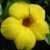Golden Brazilian Jasmine Plant - Indoors/Out - Mandevilla - 6" Pot
