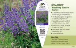 Decadence® Blueberry Sundae Baptisia - False Indigo - Gallon Pot -Plant Sale Shop apigcvwwa 98850.1592332068