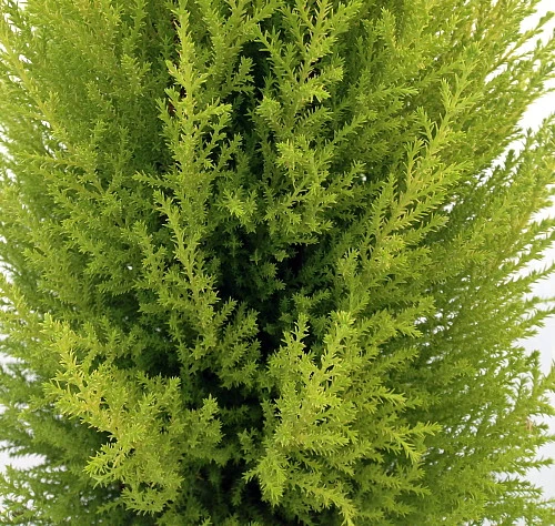 Lemon Scented Goldcrest Mini Poodle Cypress Tree - 4.5" Pot 2 Lemon Scented Goldcrest Mini Poodle Cypress Tree - 4.5" Pot - Image 2