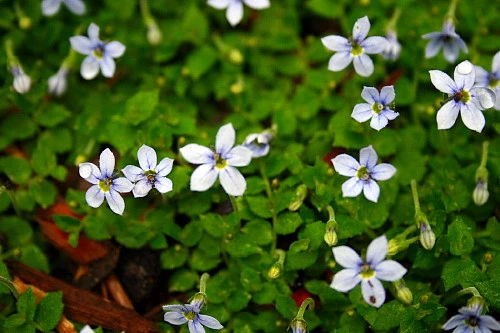 Blue Star Creeper - Isotoma - 3 Seasons Of Blooms - Gallon Pot 2 Blue Star Creeper - Isotoma - 3 Seasons Of Blooms - Gallon Pot - Image 2