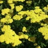 Moonshine Yarrow Perennial - Achillea - NEW! - Quart Pot