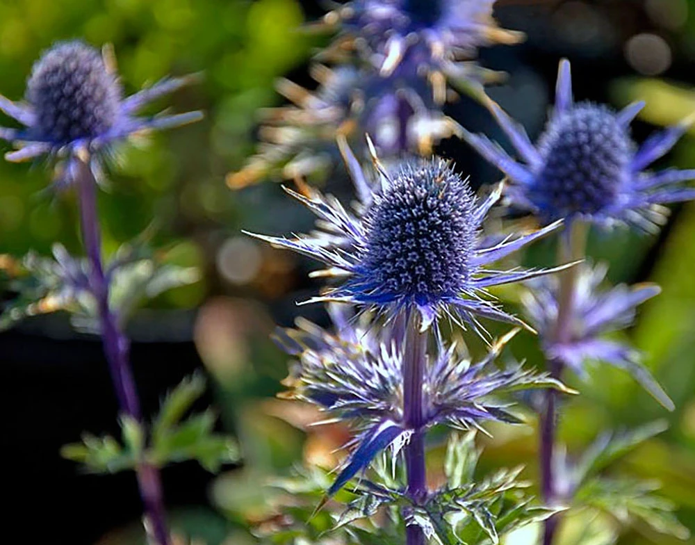 Blue Glitter Sea Holly Perennial - Eryngium - Live Plant - Quart Pot 1 Blue Glitter Sea Holly Perennial - Eryngium - Live Plant - Quart Pot
