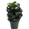 Twister Dragon Tree - Dracaena Fragrans - 6" Pot - Easy To Grow House Plant