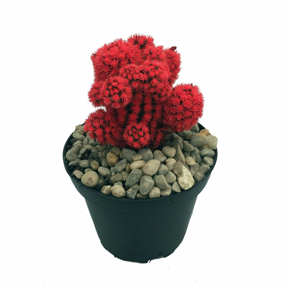 Flaming Red Living Desert Jewel Cactus - 4" Pot 1 Flaming Red Living Desert Jewel Cactus - 4" Pot