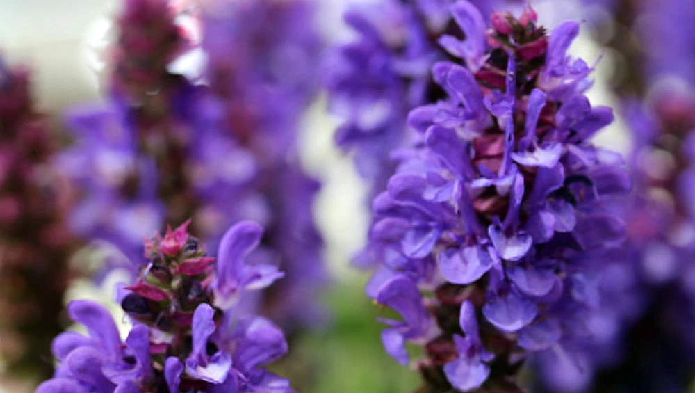 Blue Marvel Salvia - Meadow Sage - Quart Pot 2 Blue Marvel Salvia - Meadow Sage - Quart Pot - Image 2