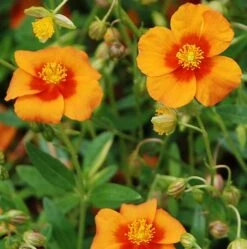 Bronze Carpet Sun Rose - Helianthemum - Quart Pot -Plant Sale Shop apihqhhuu 76135.1592323452