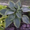 Shadowland Wu La La Hosta - Shade Lover - Gallon Pot - Proven Winners