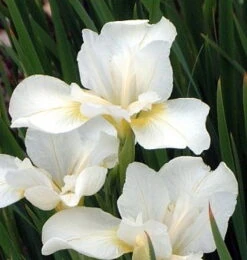 White Swirl Siberian Iris - Ivory White With A Touch Of Gold - Quart Pot -Plant Sale Shop apii9buqo 80399.1592325266