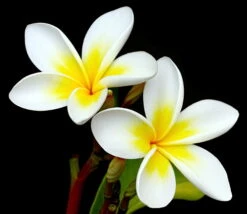 White Plumeria Plant - Frangipani - 4" Pot