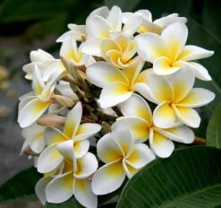 White Plumeria Plant - Frangipani - 4" Pot -Plant Sale Shop apiihhh67 61069.1592333586