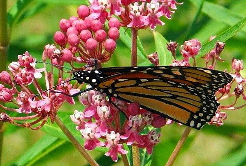 Soulmate Butterfly Weed- Asclepias - Vanilla Fragrance - Live Plant - Gallon Pot 1 Soulmate Butterfly Weed- Asclepias - Vanilla Fragrance - Live Plant - Gallon Pot