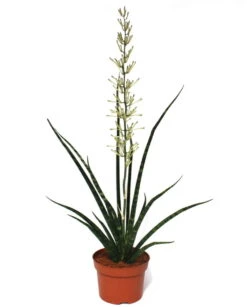 Fernwood Mikado Snake Plant - Sanseveria - Almost Impossible To Kill - 5" Pot -Plant Sale Shop apiis5osq 86265.1592323876