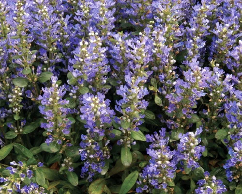 Chocolate Chip Ajuga - Carpet Bugle - Miniature Leaves - 48 Plants -1 3/4" Pot 2 Chocolate Chip Ajuga - Carpet Bugle - Miniature Leaves - 48 Plants -1 3/4" Pot - Image 2
