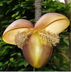 Winter Hardy Basjoo Banana Plant - Musa - 6" Pot -Plant Sale Shop apij5mtgo 51844.1592332359