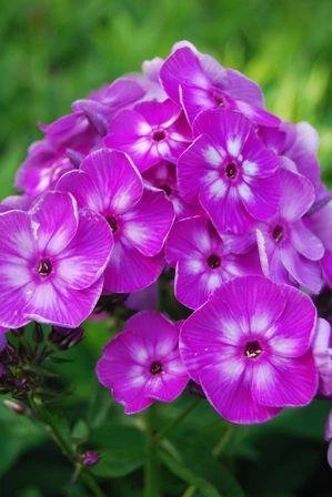 Max Frei Hardy Geranium - Bloody Cranesbill - Live Plant - Gallon Pot 2 Max Frei Hardy Geranium - Bloody Cranesbill - Live Plant - Gallon Pot - Image 2