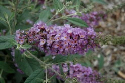 Humdinger® Lavender Cupcake Butterfly Bush - Buddleia - Compact - Gallon Pot -Plant Sale Shop apijkhf4q 94034.1592318271