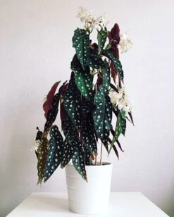 Rare Polka Dot Bat Wing Begonia Plant - Begonia Maculata Variegata - 6" Pot -Plant Sale Shop apijo95d9 49510.1592324998