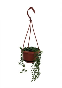 Plant Sale Shop 38 String Of Pearls - Senecio - Easy To Grow Succulent - 4" Mini Hanging Pot