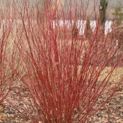 ARCTIC FIREĀ® Red - Redtwig Dogwood -Proven Winner-4" Pot