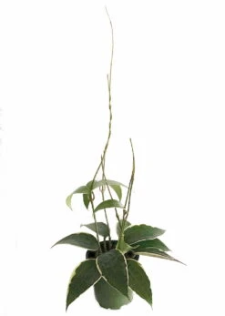 SALE - Rare Macro Wax Plant - Hoya Macrophylla - Collector's Series - 4.5" Hanging Basket -Plant Sale Shop apikfeq9w 67771.1592324563
