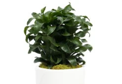 Twister Dragon Tree - Dracaena Fragrans - 6" Pot - Easy To Grow House Plant -Plant Sale Shop apikh5bmb 00534.1630600088