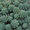Himalayan Skies Sedum - Stonecrop - Fairy Garden - Live Plant - Quart Pot