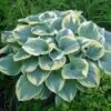 Robert Frost Hosta - Live Plant Quart Pot