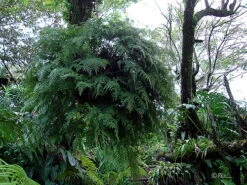 Rare Black Rabbit's Foot Fern - 4" Mini Hanging Basket - Davallia Trichomanoides 9 Rare Black Rabbit's Foot Fern - 4" Mini Hanging Basket - Davallia Trichomanoides -Plant Sale Shop apikmbiib 39232.1617213217