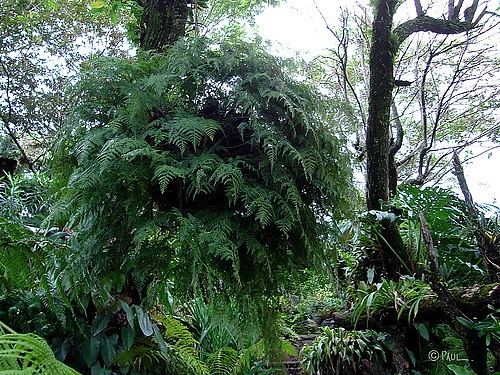 Rare Black Rabbit's Foot Fern - 4" Mini Hanging Basket - Davallia Trichomanoides 4 Rare Black Rabbit's Foot Fern - 4" Mini Hanging Basket - Davallia Trichomanoides - Image 4