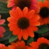 Hot Coral Sombrero® Coneflower Perennial - Echinacea - Gallon Pot