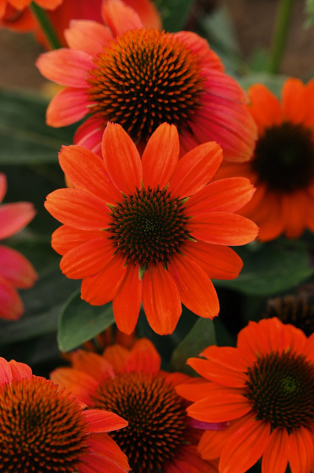 Hot Coral Sombrero® Coneflower Perennial - Echinacea - Gallon Pot 1 Hot Coral Sombrero® Coneflower Perennial - Echinacea - Gallon Pot