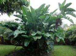 White Bird Of Paradise Plant - Strelitzia - 4" Pot - Collector's Series -Plant Sale Shop apikt151e 97012.1592325427