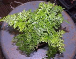 Rare Black Rabbit's Foot Fern - 4" Mini Hanging Basket - Davallia Trichomanoides 11 Rare Black Rabbit's Foot Fern - 4" Mini Hanging Basket - Davallia Trichomanoides -Plant Sale Shop apiktkkwc 41900.1617213217