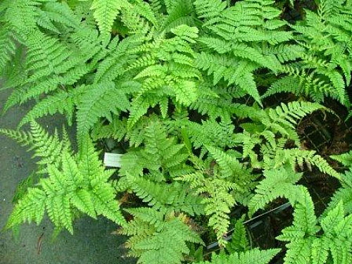 Rare Black Rabbit's Foot Fern - 4" Mini Hanging Basket - Davallia Trichomanoides 2 Rare Black Rabbit's Foot Fern - 4" Mini Hanging Basket - Davallia Trichomanoides - Image 2
