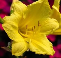 Happy Returns Reblooming Daylily - Hemerocallis - Quart Pot