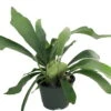 Staghorn Fern - Platycerium Biforcatum - Exotic Houseplant - 6" Pot