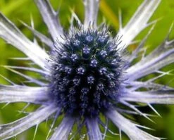 Blue Glitter Sea Holly Perennial - Eryngium - Live Plant - Quart Pot 7 Blue Glitter Sea Holly Perennial - Eryngium - Live Plant - Quart Pot -Plant Sale Shop apilgkmqb 78182.1592323724