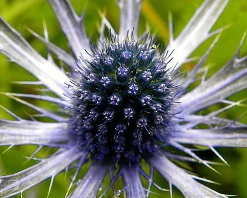 Blue Glitter Sea Holly Perennial - Eryngium - Live Plant - Quart Pot 4 Blue Glitter Sea Holly Perennial - Eryngium - Live Plant - Quart Pot - Image 4