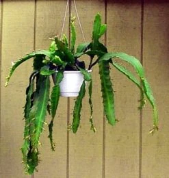 Red Orchid Cactus 4" Pot - Epiphyllum - Exotic 5 Red Orchid Cactus 4" Pot - Epiphyllum - Exotic -Plant Sale Shop apilhs6kk 56314.1592318591