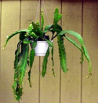 Red Orchid Cactus 4" Pot - Epiphyllum - Exotic 3 Red Orchid Cactus 4" Pot - Epiphyllum - Exotic - Image 3