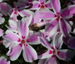 Candy Stripes Creeping Phlox Perennial - Live Plant - Quart Pot