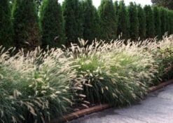 Hameln Dwarf Fountain Grass - Pennisetum - Hameln - Quart Pot -Plant Sale Shop apilzdhtj 56066.1592333043