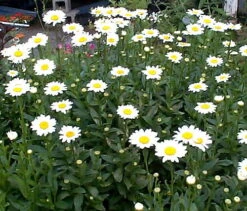 Becky Shasta Daisy - Leucanthemum - 2003 Plant Of The Year - Quart Pot -Plant Sale Shop apim3f2yt 50263.1592323216