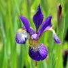 Caesar's Brother Siberian Iris - Deep Velvety Blue - Quart Pot