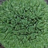 Thundercloud Sedum - Hardy Perennial Groundcover - Quart Pot
