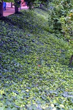 English Ivy 48 Plants - Hardy Groundcover - Sun Or Shade -1 3/4" Pots -Plant Sale Shop apimayyhf 44586.1592323929